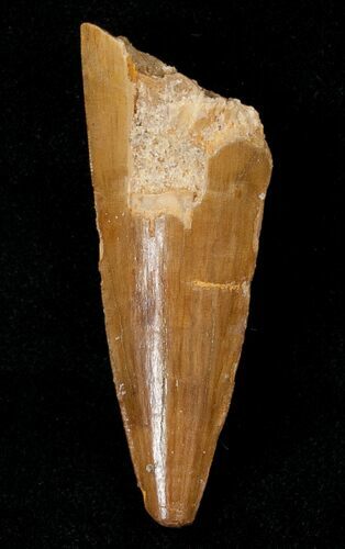 Juvenile Spinosaurus Tooth #17002